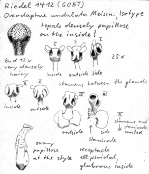 Vorschaubild Oreodaphne undulata Meisn.